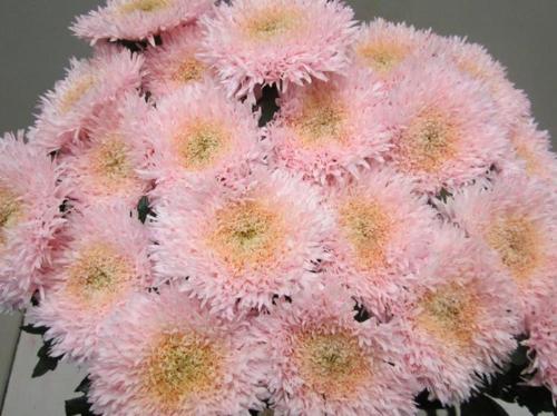 Chrysanthemum geplozen kas kleurbehandeld H%