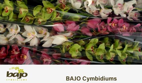 Cymbidium grootbloemig per tak gemengd