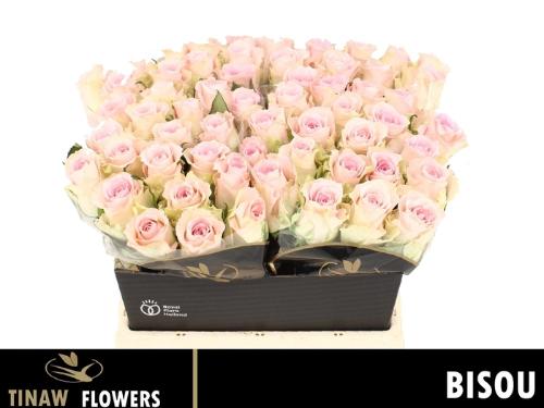 Rosa grootbloemig Bisou