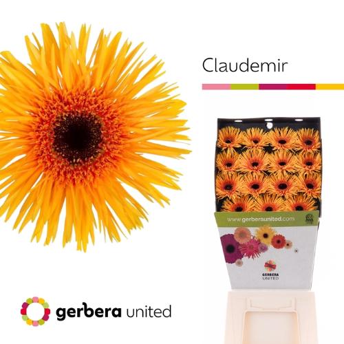 Gerbera grootbloemig Claudemir