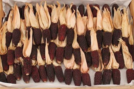 Siervruchten per tak Zea Mays 'Strawberry Corn'