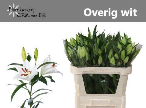 Lilium Oriental Grp overig
