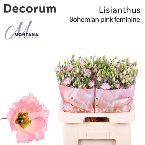 Eustoma russellianum enkelbloemig Bohemian Pink
