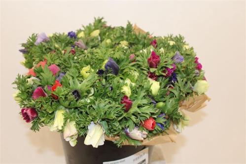 Anemone coronaria Marianne gemengd