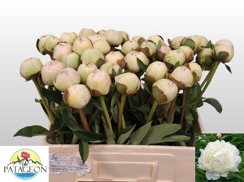 Paeonia Lactiflora Grp 'Bowl of Cream'