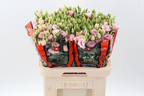 Eustoma russellianum gevuldbloemig Lisanne Light Pink