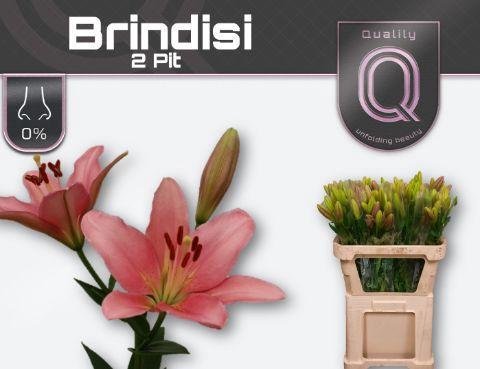 Lilium Longiflorum x Aziatische Grp 'Brindisi'