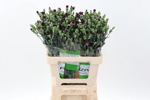 Dianthus tros overig