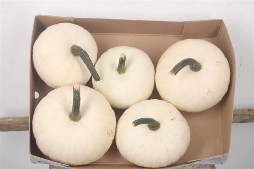 Siervruchten per stuk Cucurbita pepo 'Baby Boo'