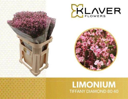 Limonium sinense Tiffany Diamond
