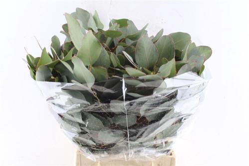 Eucalyptus per bos polyanthemos