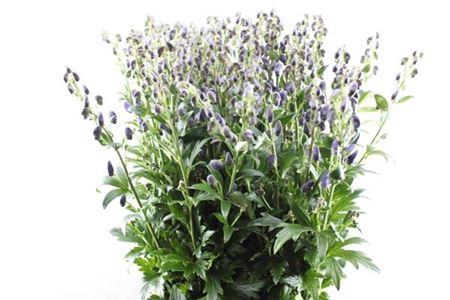 Aconitum carmichaelii 'Arendsii'
