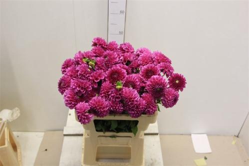 Dahlia Ball Grp 'Julio'