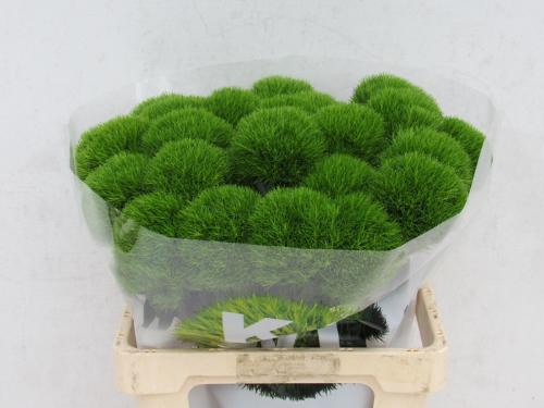 Dianthus barbatus Kiwi Mellow