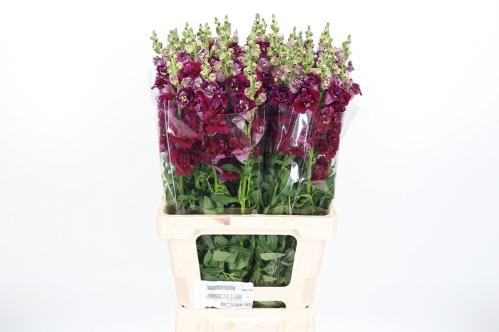 Antirrhinum majus overig