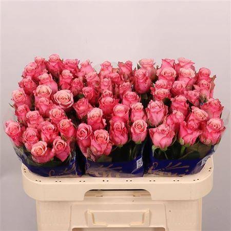 Rosa grootbloemig Ramonda