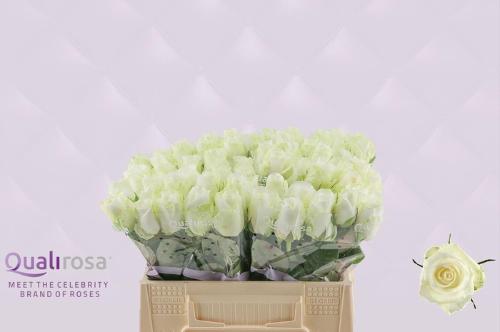 Rosa grootbloemig Countdown!