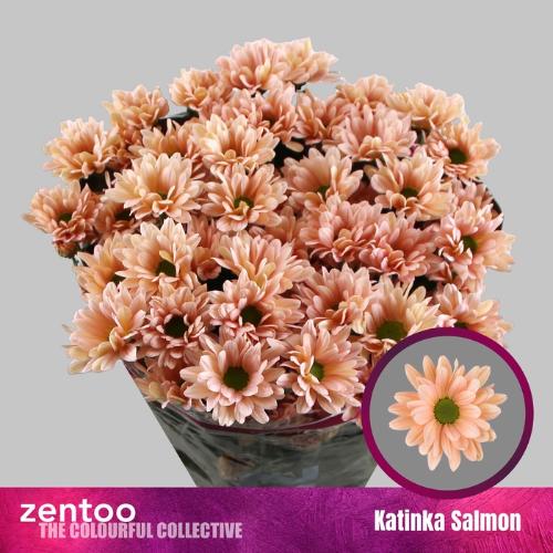 Chrysanthemum Indicum Grp tros kas 'Katinka Salmon'