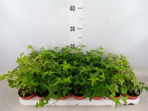 Hedera helix gemengd