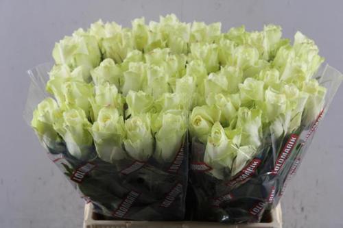 Rosa grootbloemig Athena