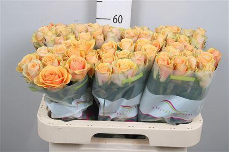 Rosa grootbloemig Avatar