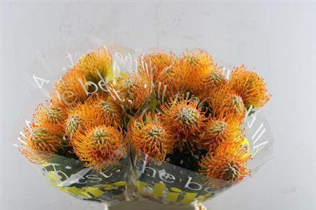 Leucospermum Ayoba Sun