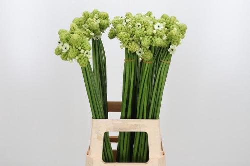 Ornithogalum saundersiae