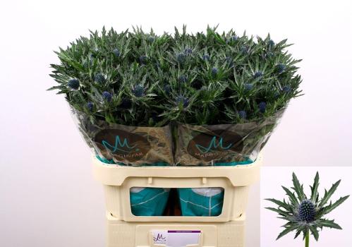 Eryngium Orion Questar