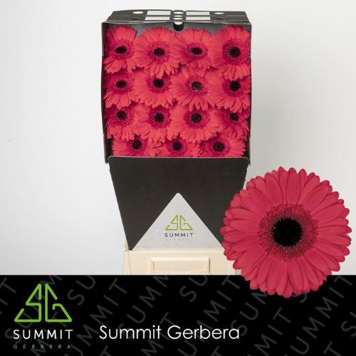 Gerbera grootbloemig 'Hamptons'