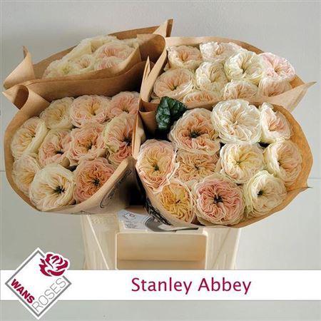 Rosa grootbloemig Stanley Abbey