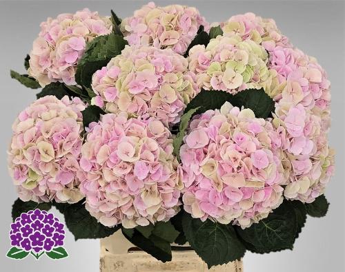 Hydrangea macrophylla My Beautiful Matcha (classic)