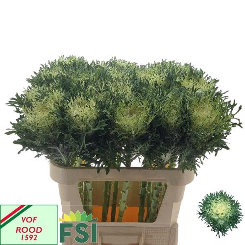 Brassica oleracea 'Crane Feather Pure White'