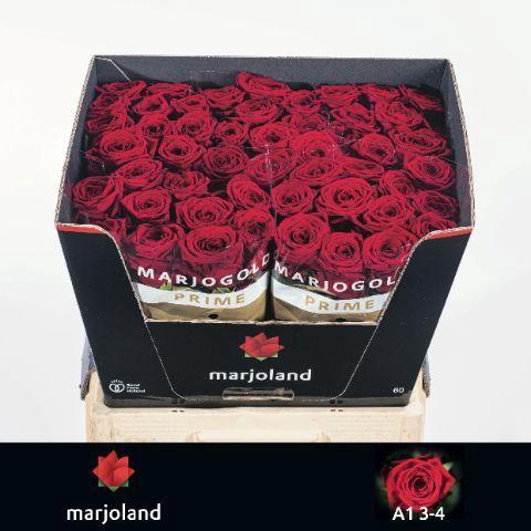 Rosa grootbloemig Red Naomi!