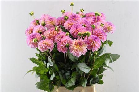 Dahlia Decor Grp 'Esli'