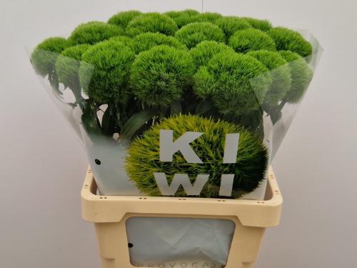 Dianthus barbatus Kiwi Mellow