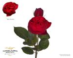 736019a8-2e1a-4042-8522-e67080b844f4.jpg