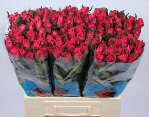 Rosa grootbloemig Orchestra