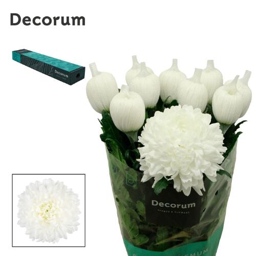 Chrysanthemum Indicum Grp geplozen kas Antonov