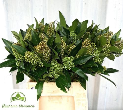 Skimmia per bos confusa 'Kew Green'