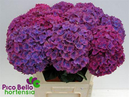 Hydrangea macrophylla 'Amber'