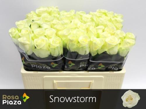 Rosa grootbloemig Snowstorm+