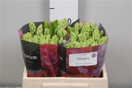 Hyacinthus orientalis 'Fondant'