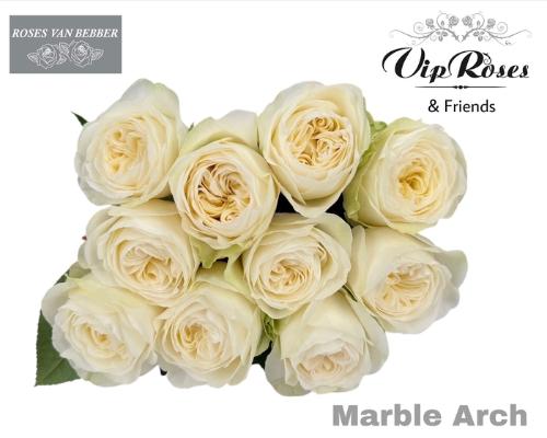 Rosa grootbloemig Marble Arch