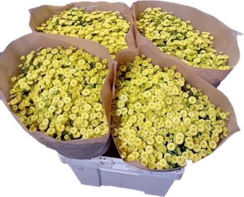 Tanacetum parthenium 'Amazone'