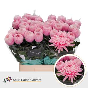 Chrysanthemum (Indicum Grp) geplozen Antonov kleurbehandeld H%