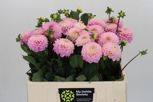 Dahlia Ball Grp 'Wizard of Oz'