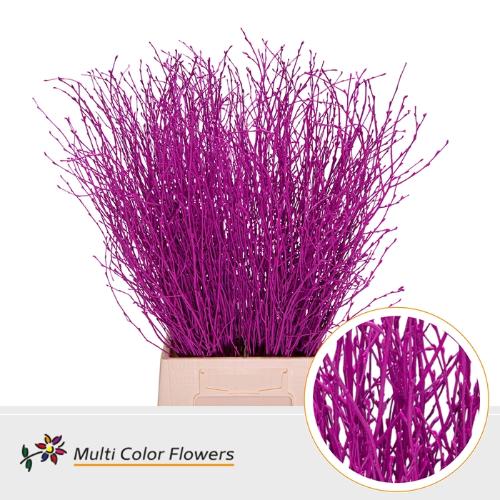 Betula kleurbehandeld H%