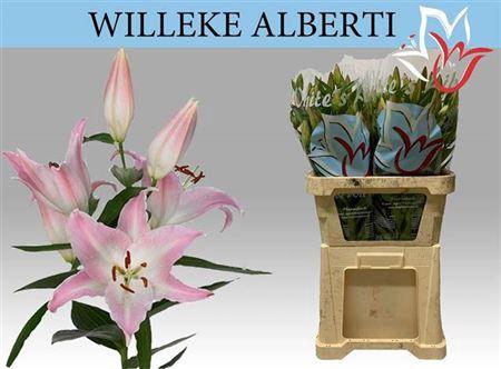 Lilium Oriental Grp 'Willeke Alberti'