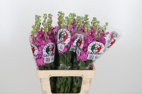 Matthiola incana 'Iron Rose Pink'