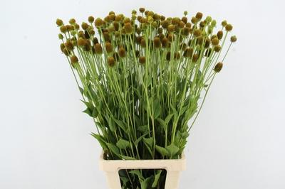 Rudbeckia overig
